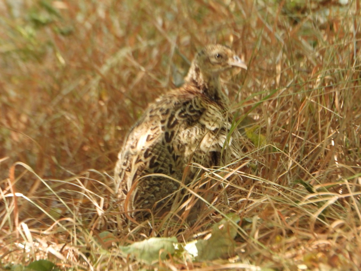 Ring-necked Pheasant - ML639284655