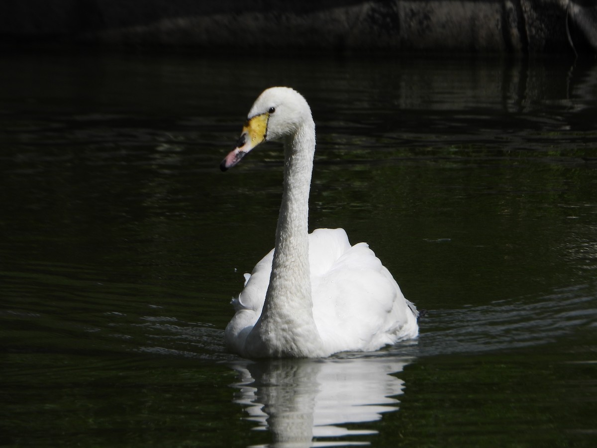 Whooper Swan - ML639284677