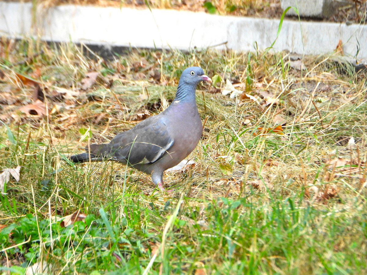Common Wood-Pigeon (Cinnamon-necked) - ML639284682