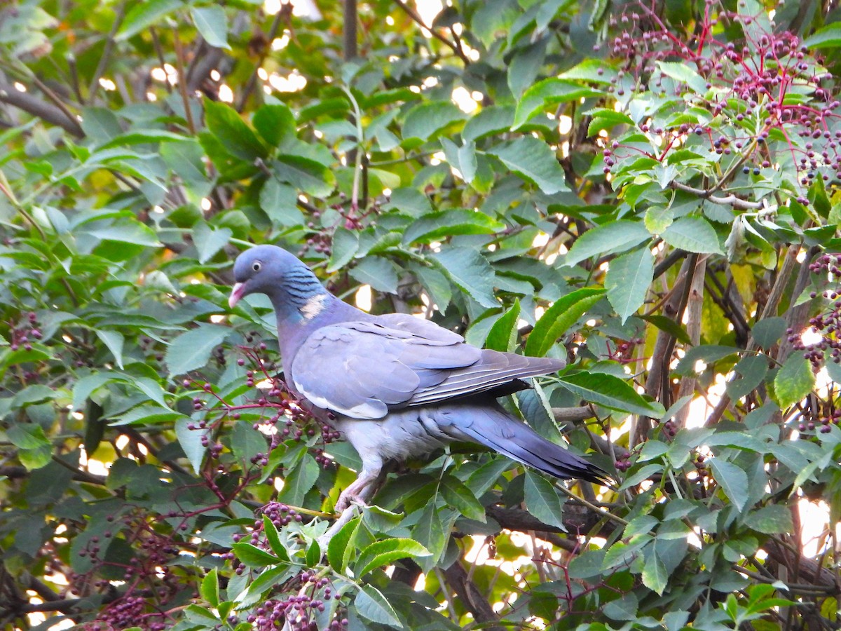 Common Wood-Pigeon (Cinnamon-necked) - ML639284700