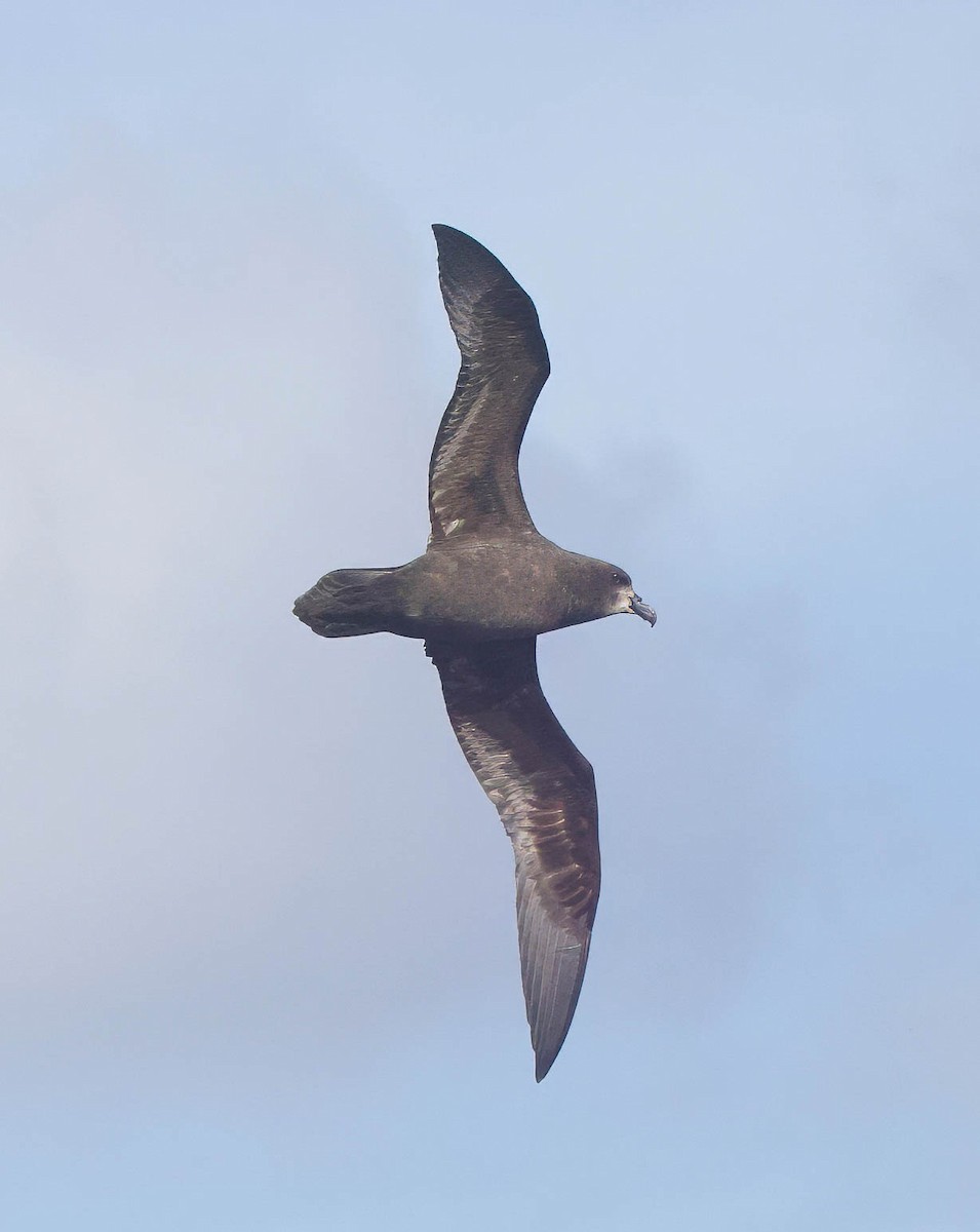 Gray-faced Petrel - ML639284717
