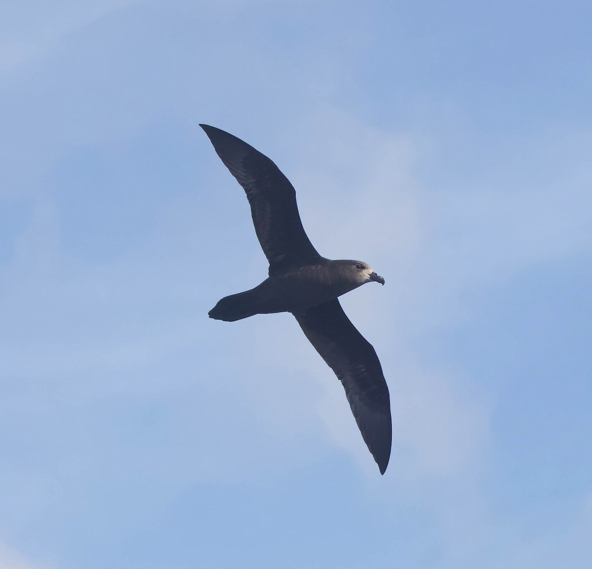Gray-faced Petrel - ML639284718