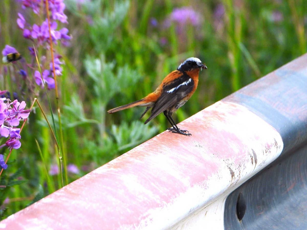 Rufous-backed Redstart - ML639284796