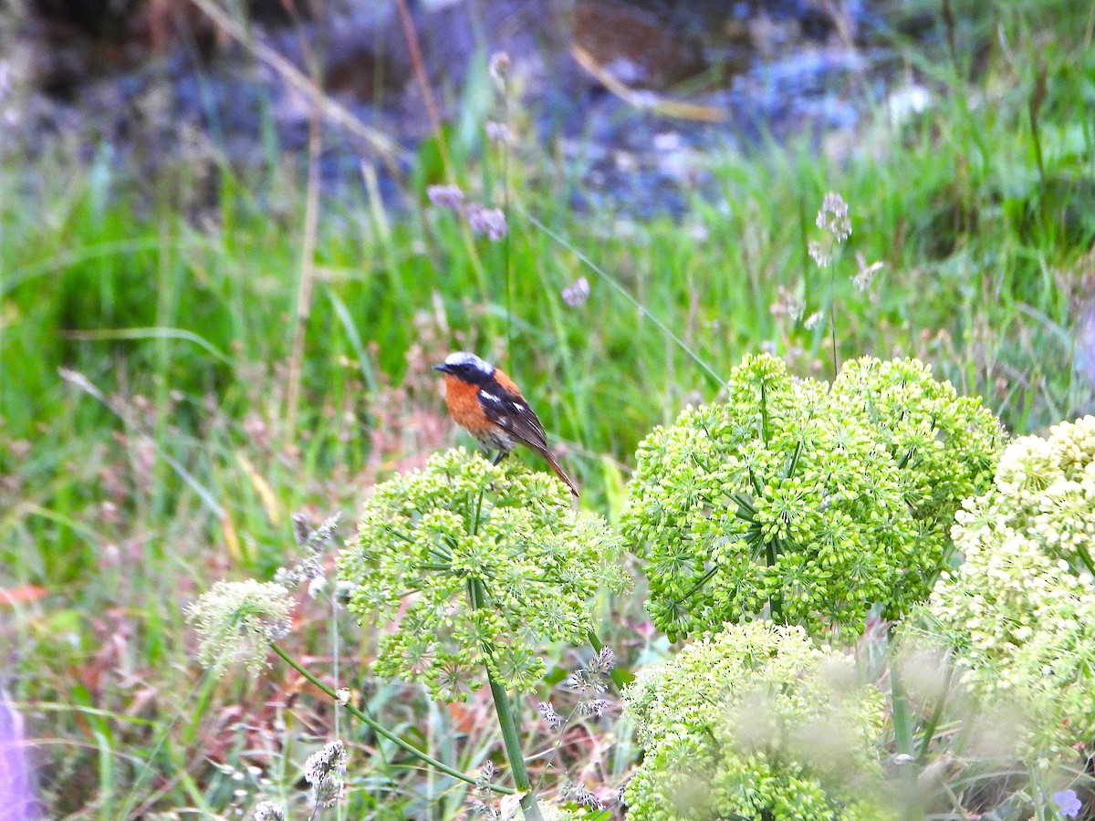 Rufous-backed Redstart - ML639284797