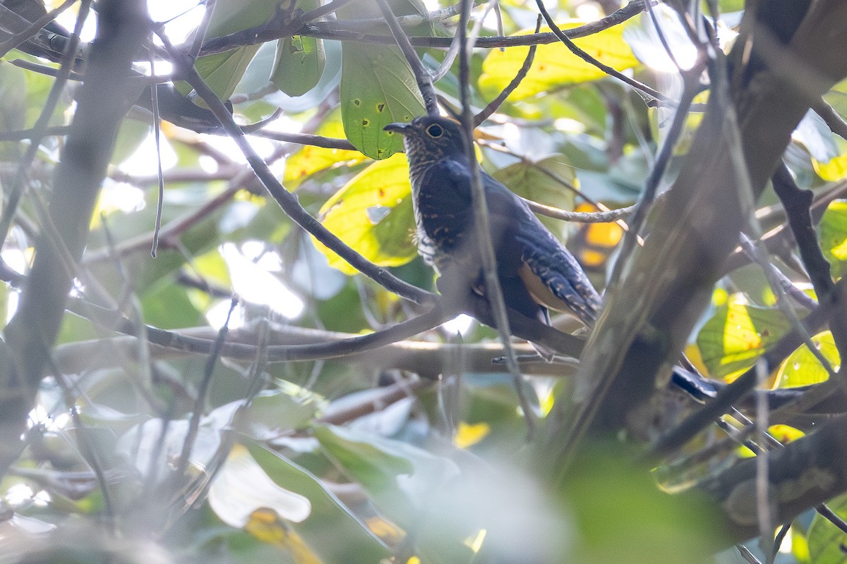 Cuco Colilargo Oscuro - ML639284886