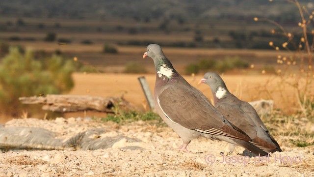 Common Wood-Pigeon - ML639284944