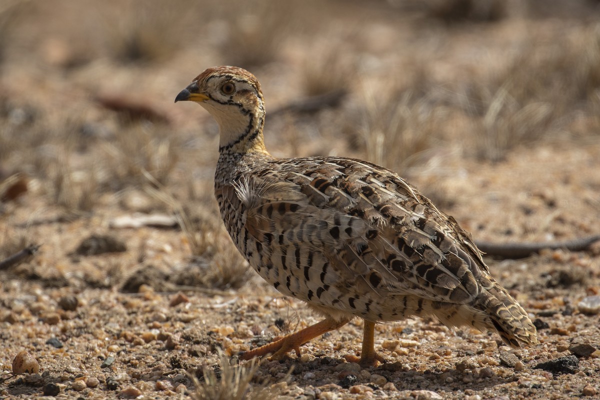 Coqui Francolin - ML639285061
