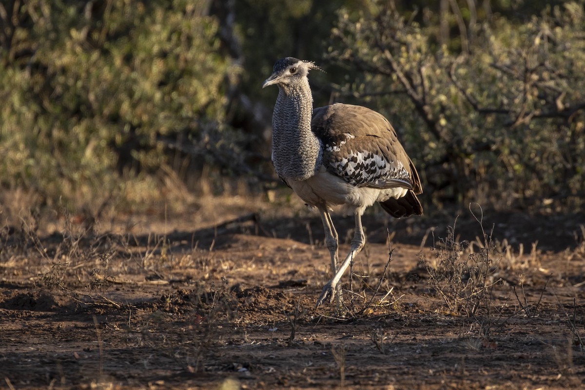 Kori Bustard - ML639285063
