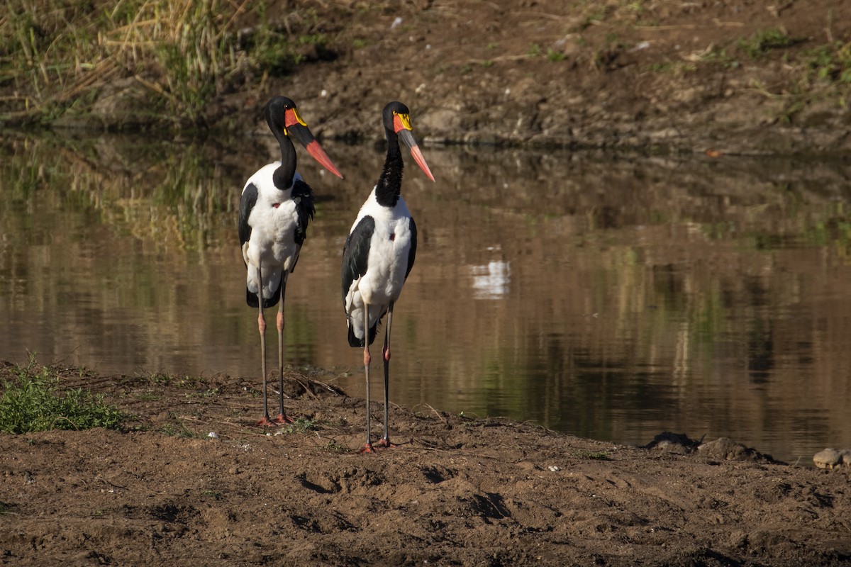 Saddle-billed Stork - ML639285064