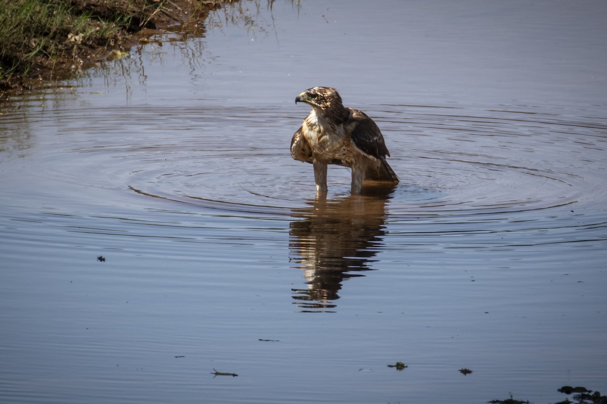 Booted Eagle - ML639285066