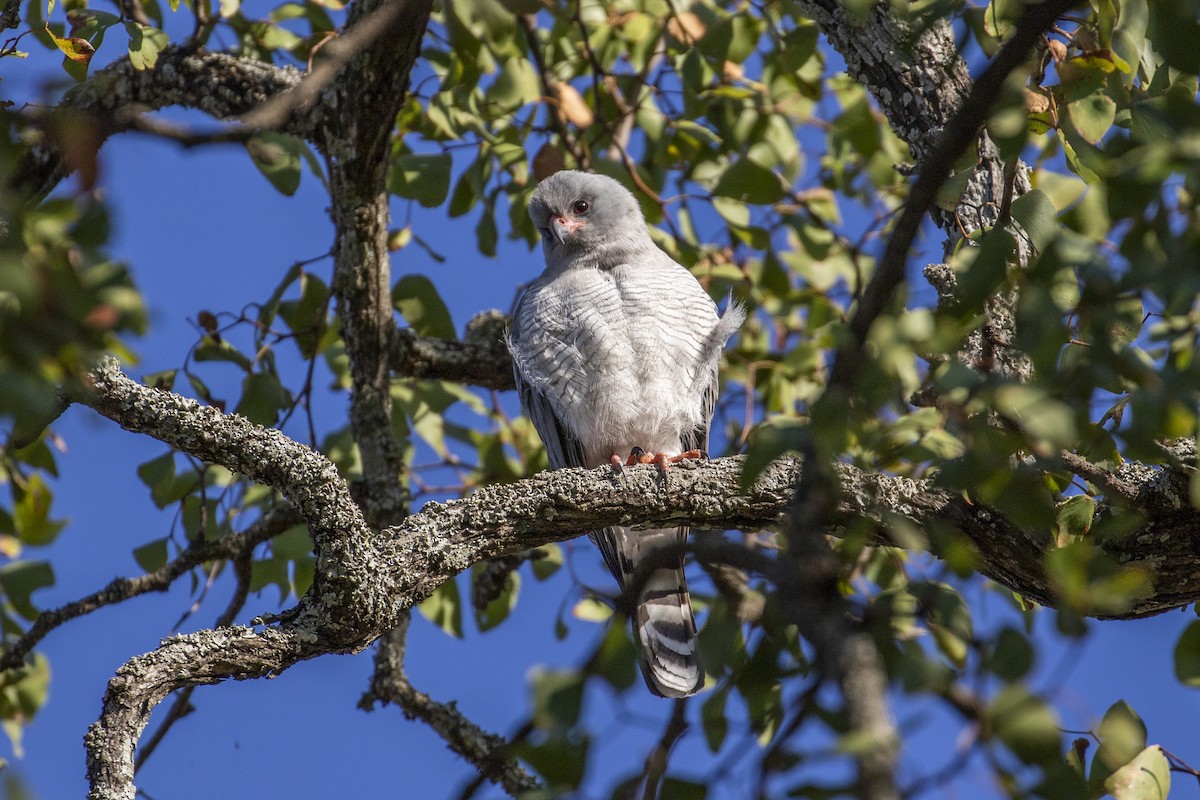 Gabar Goshawk - ML639285068