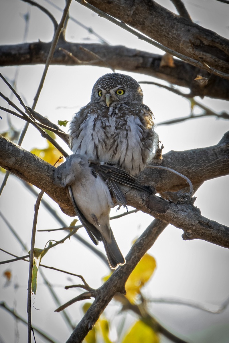 Pearl-spotted Owlet - ML639285071