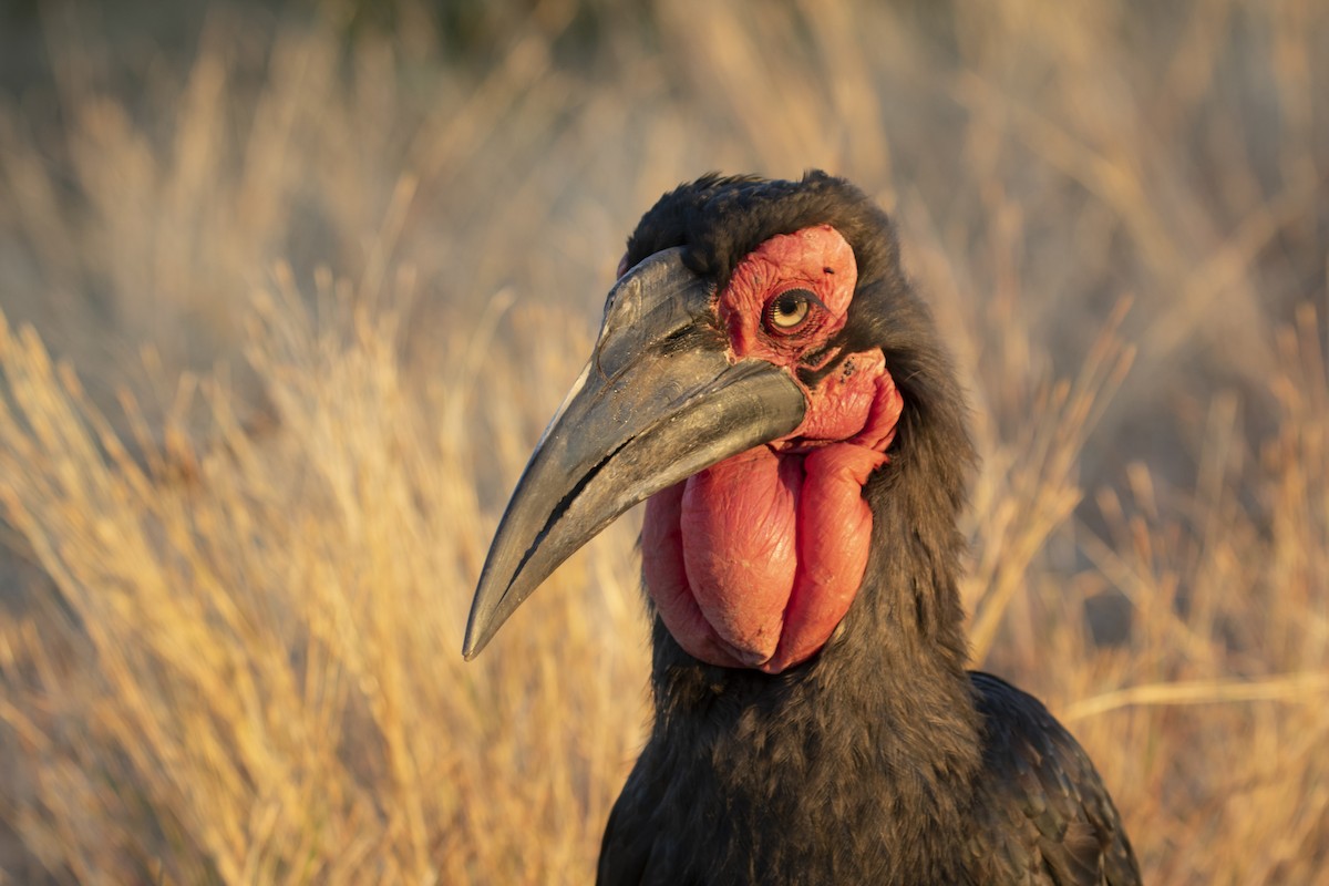 Southern Ground-Hornbill - ML639285073
