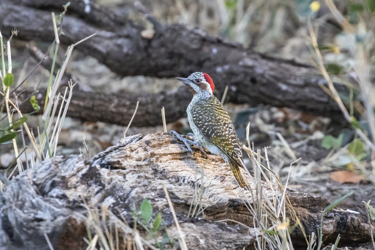 Bennett's Woodpecker - ML639285074