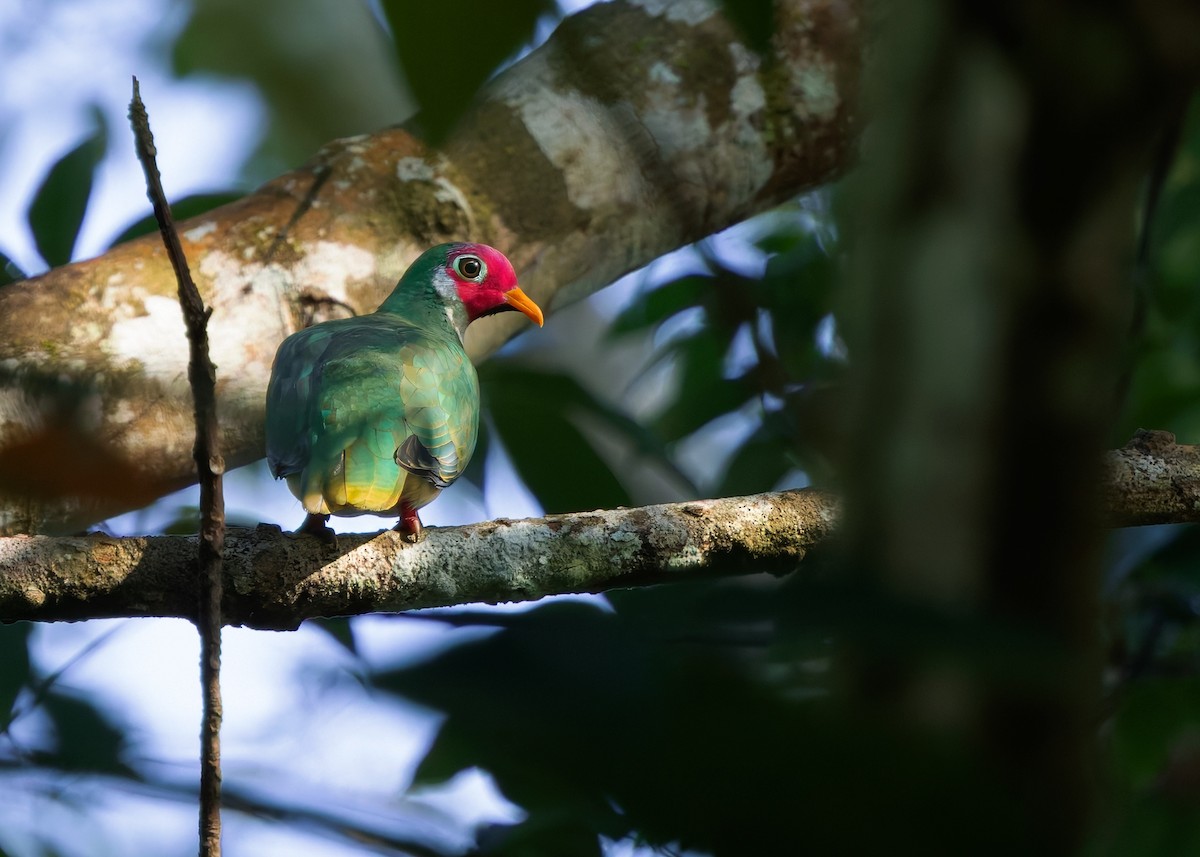 Jambu Fruit-Dove - ML639285082