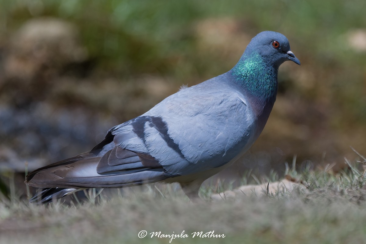 holub útesový - ML639285098