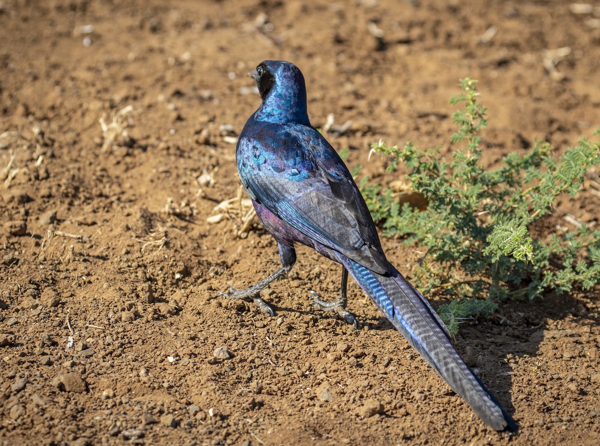Meves's Starling - ML639285099