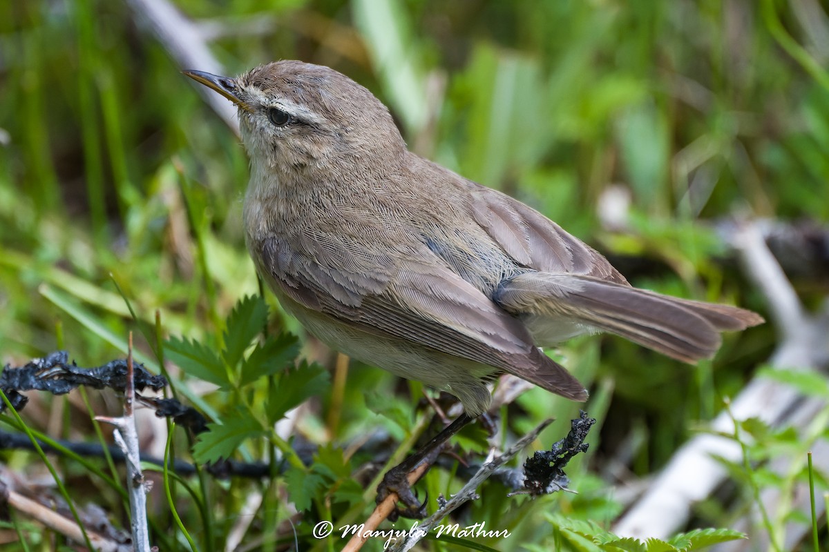 budníček černonohý - ML639285101