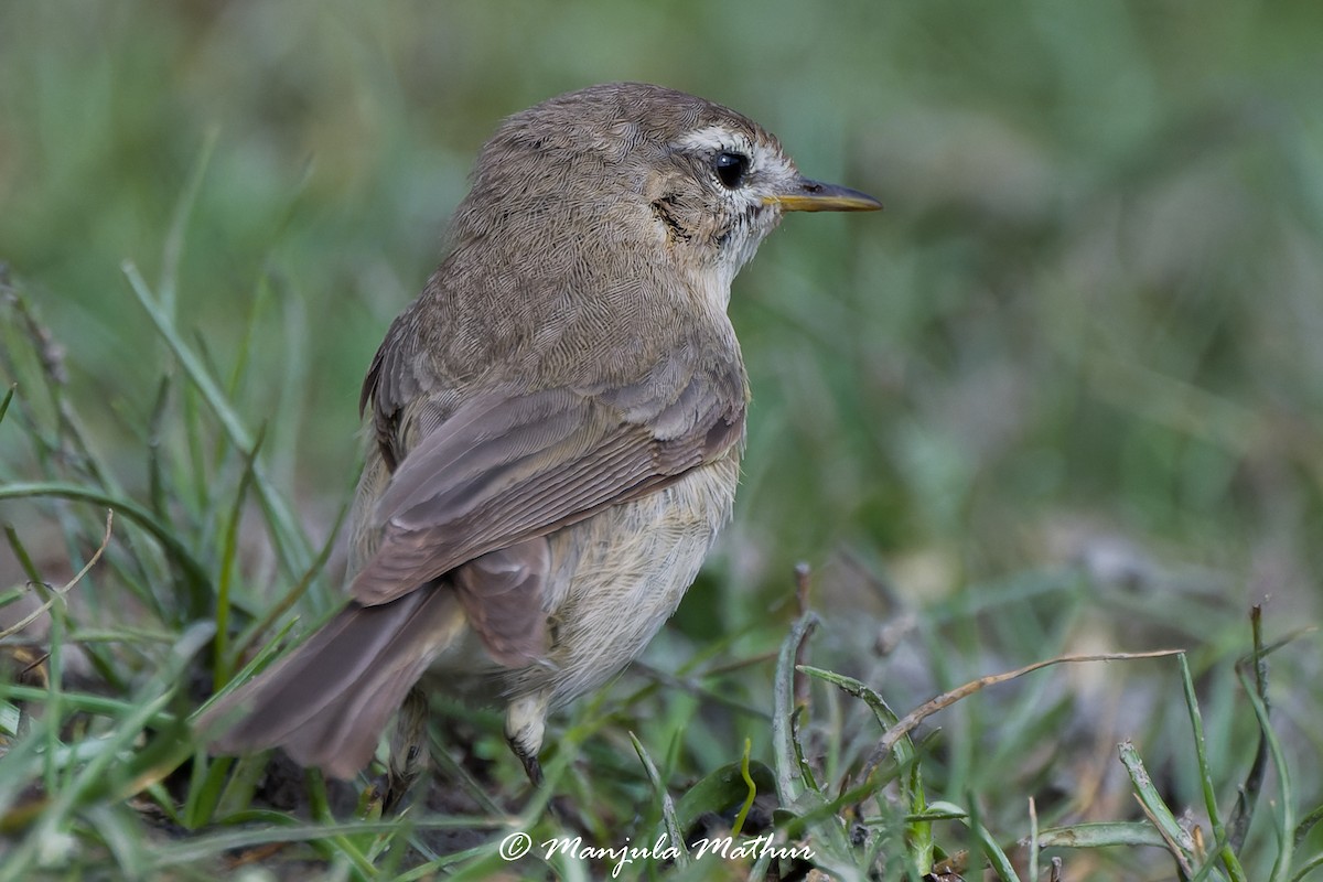budníček černonohý - ML639285103