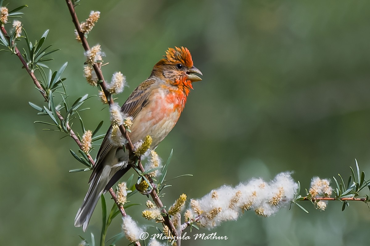 hýl rudý - ML639285108