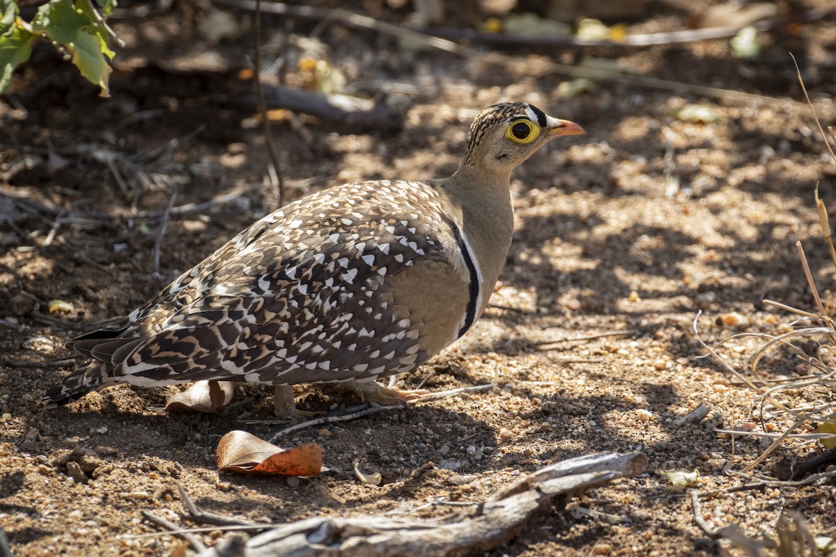Double-banded Sandgrouse - ML639285112
