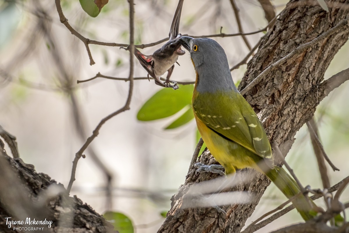 Gray-headed Bushshrike - ML639285114