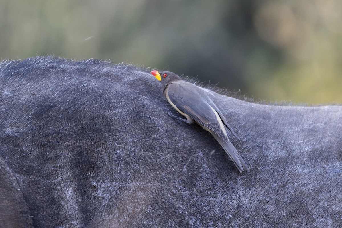 Yellow-billed Oxpecker - ML639285115