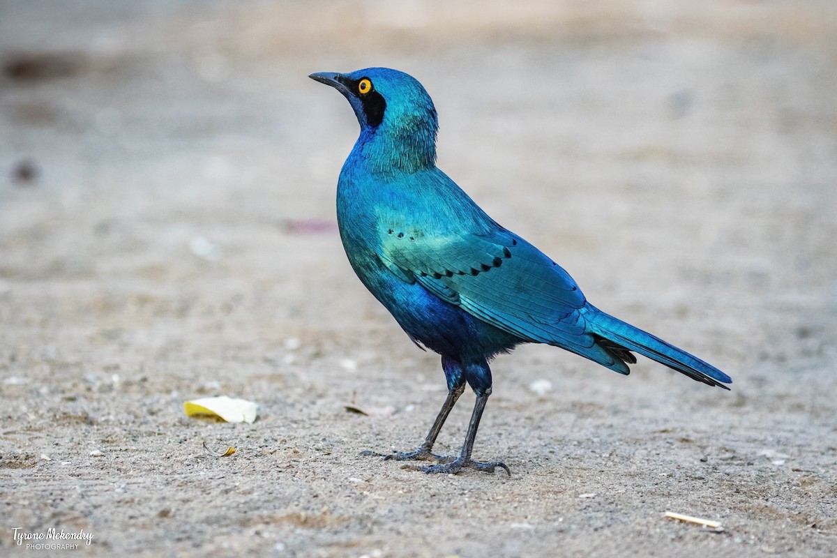 Greater Blue-eared Starling - ML639285116