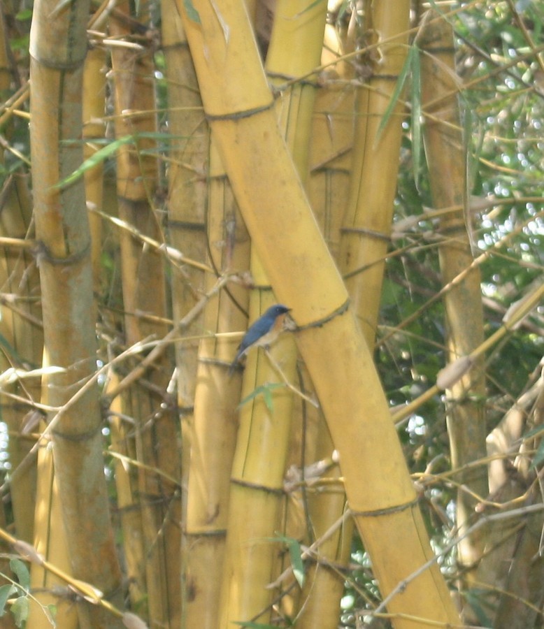 Tickell's Blue Flycatcher - ML639285149
