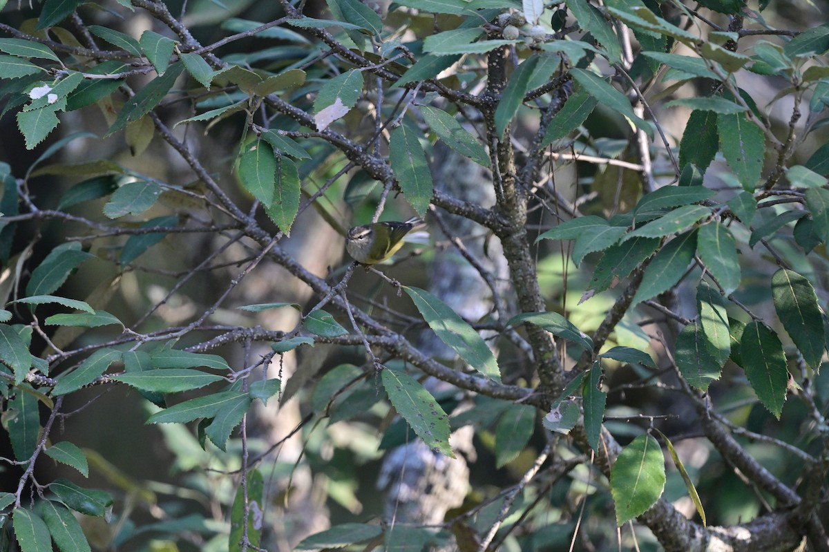 Ashy-throated Warbler - ML639285157