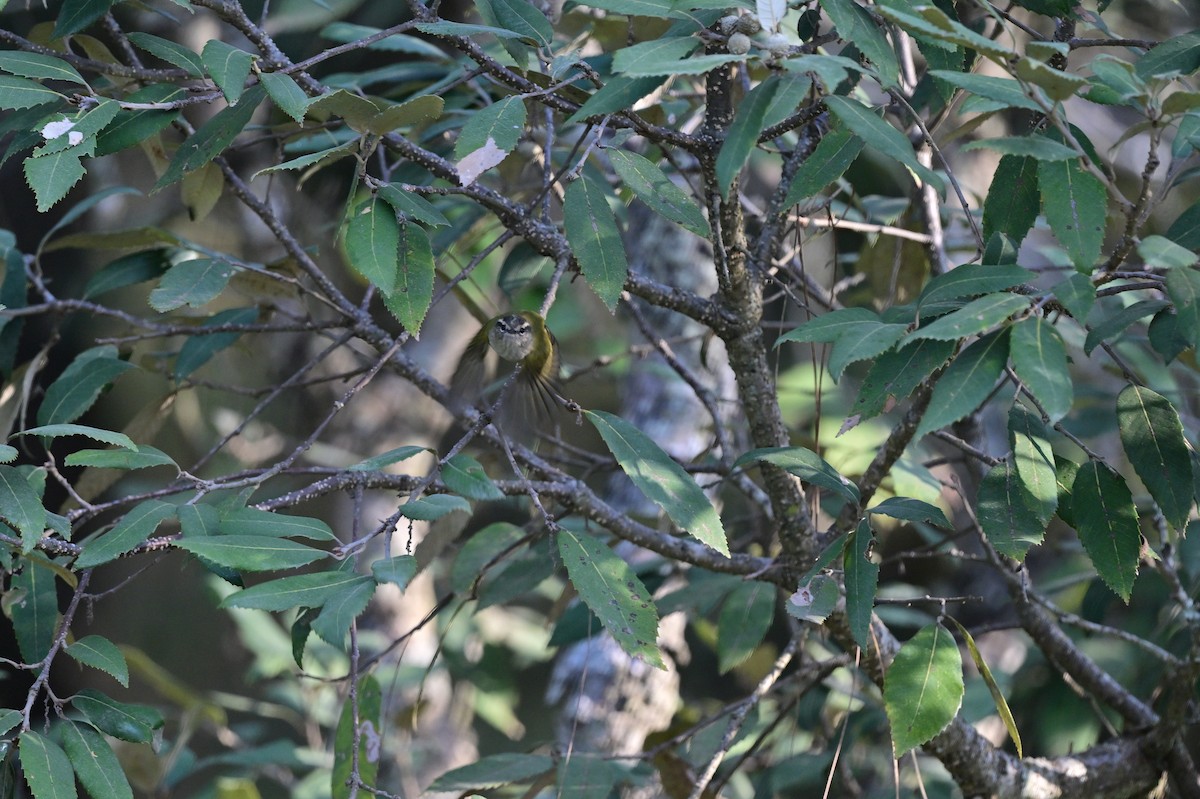 Ashy-throated Warbler - ML639285184
