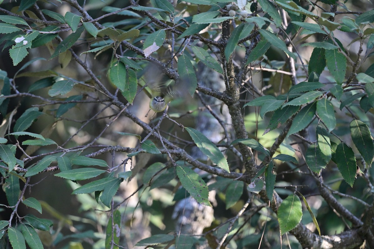 Ashy-throated Warbler - ML639285185