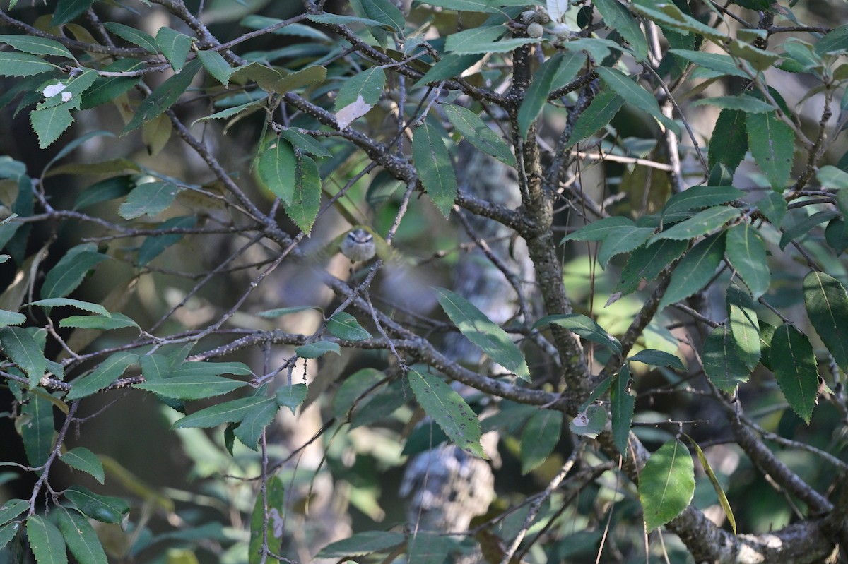 Ashy-throated Warbler - ML639285186
