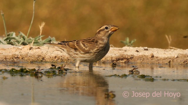 Rock Sparrow - ML639285248
