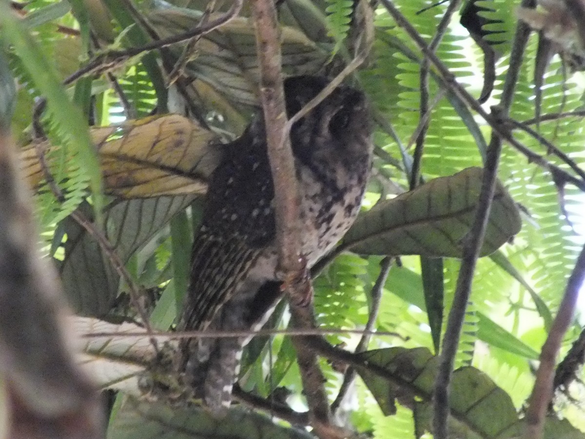 Mountain Owlet-nightjar - ML639285312