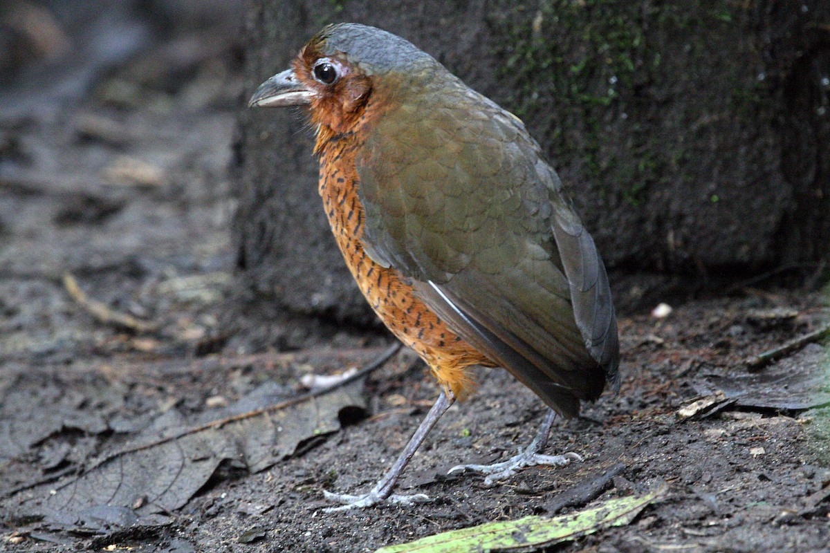 Giant Antpitta - ML639285327