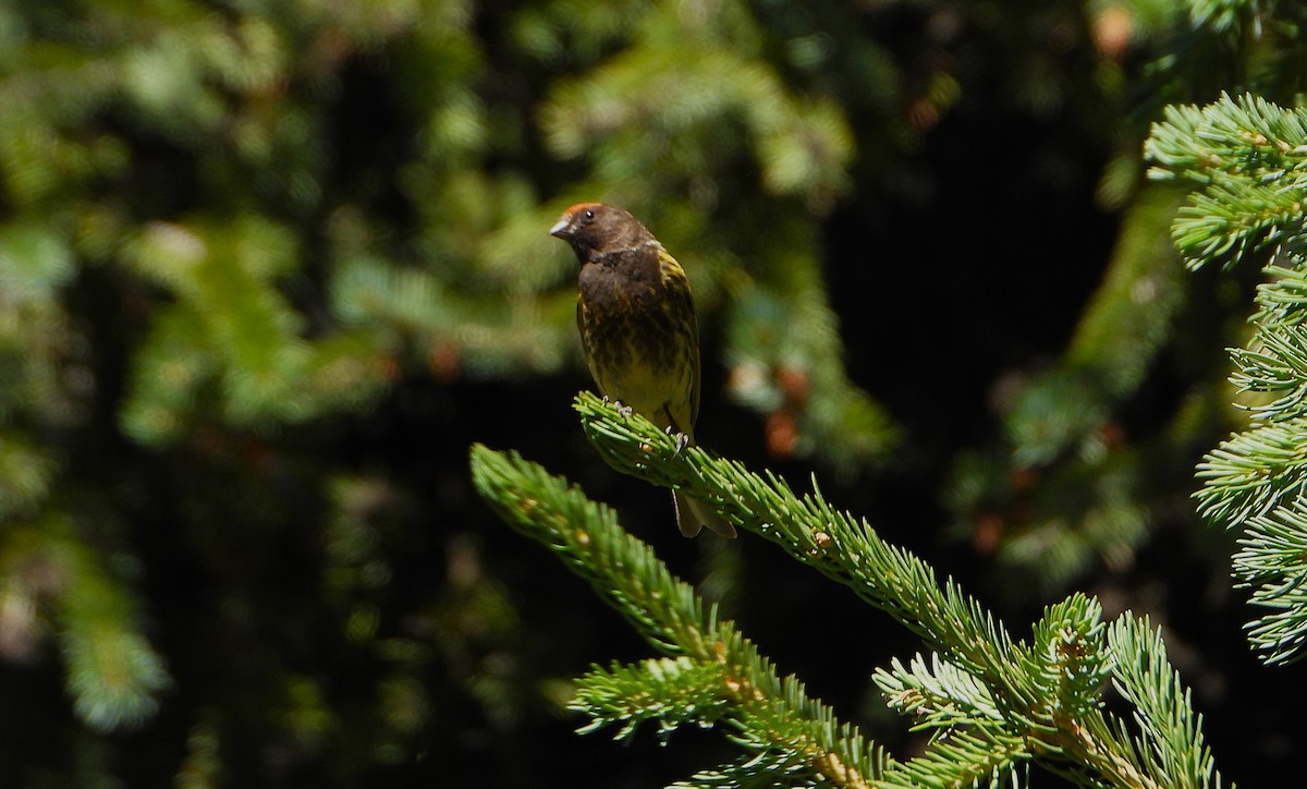 Fire-fronted Serin - ML639285551