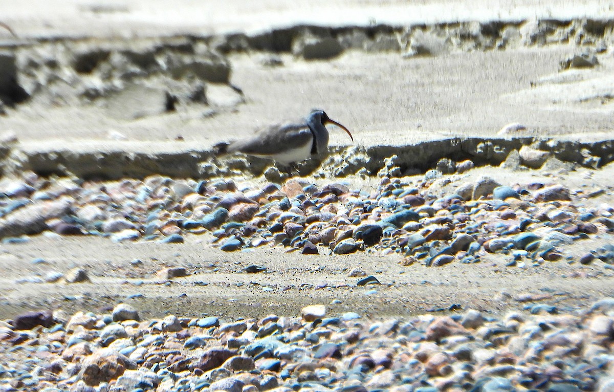 Ibisbill - ML639285553