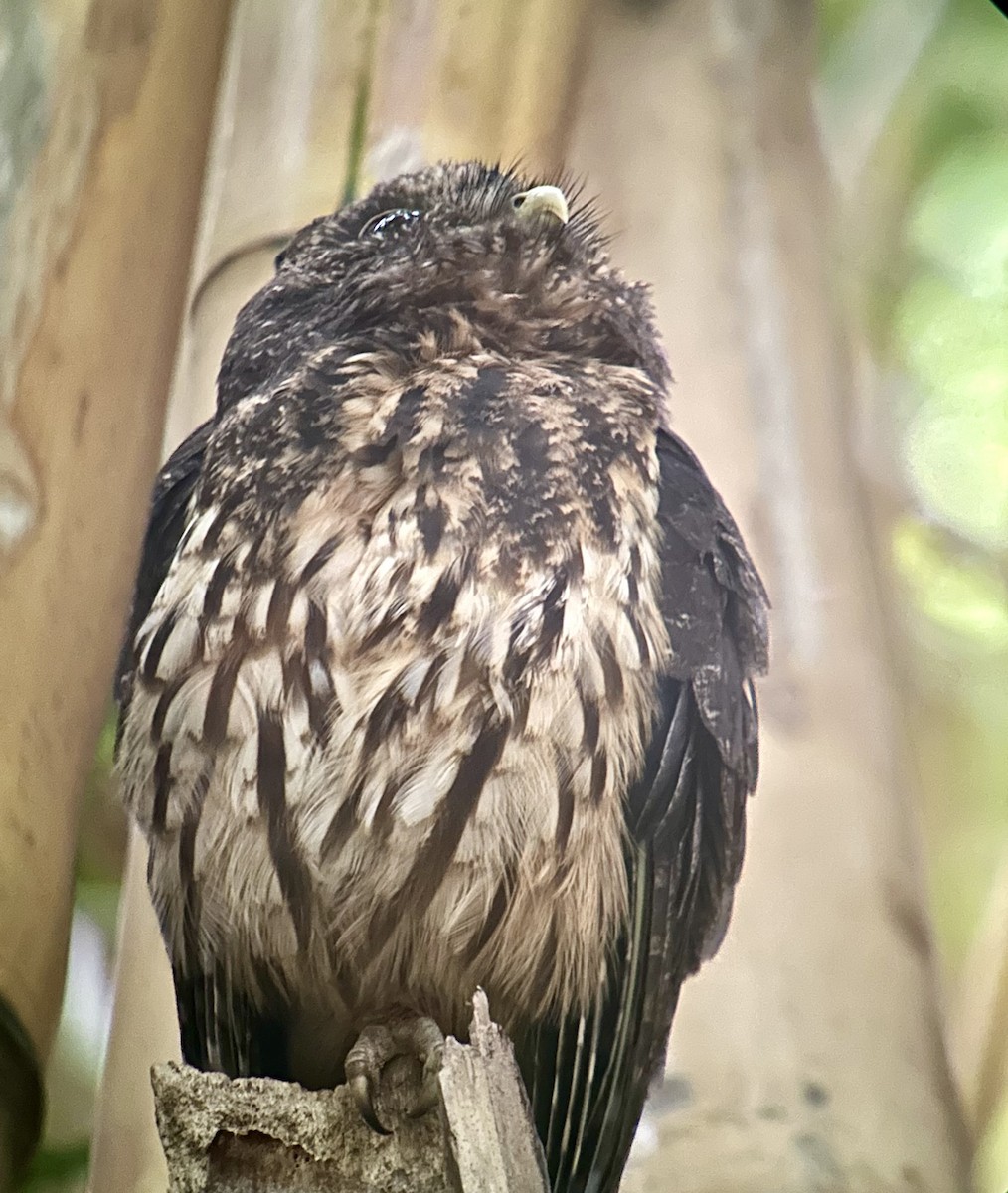 Mottled Owl - ML639285600