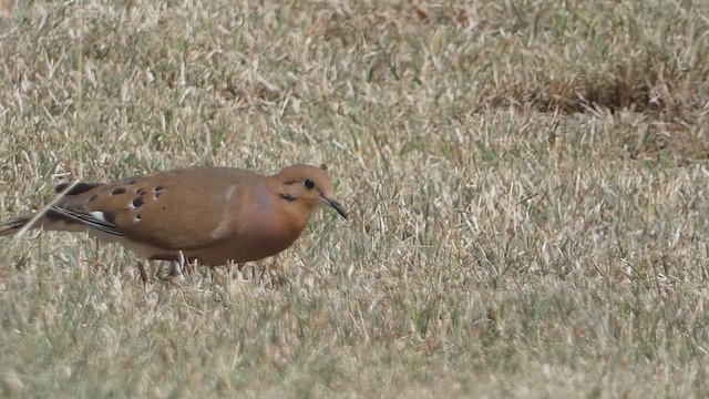 Zenaida Dove - ML639285624