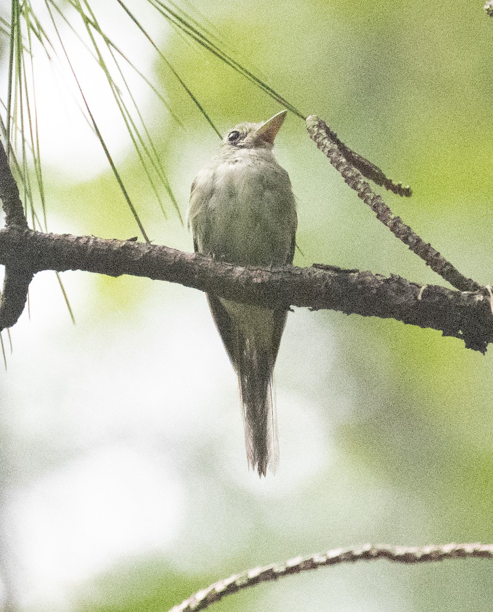 Acadian Flycatcher - ML639285825