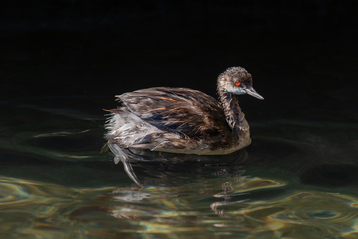 Черношейная поганка - ML639285893