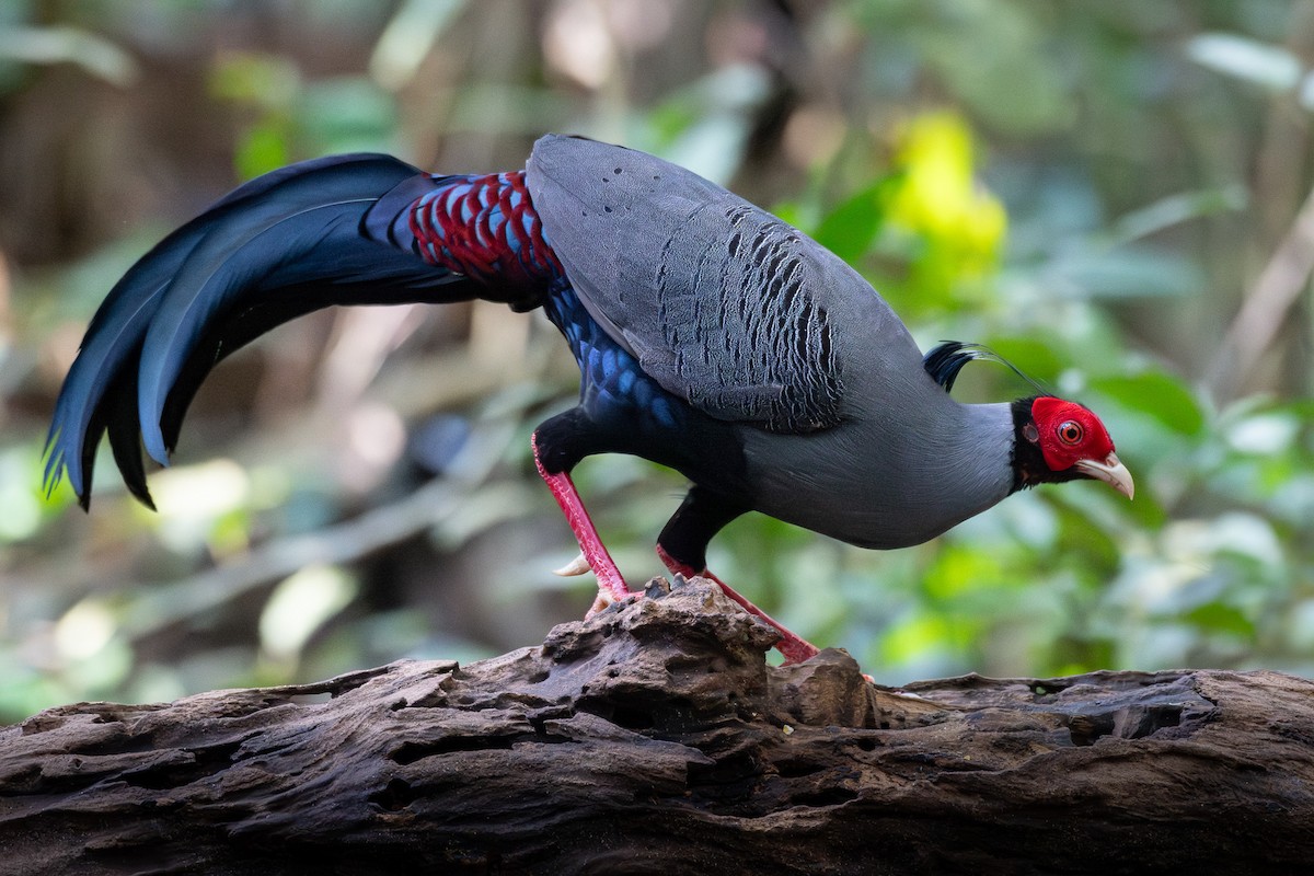 Siamese Fireback - ML639285967