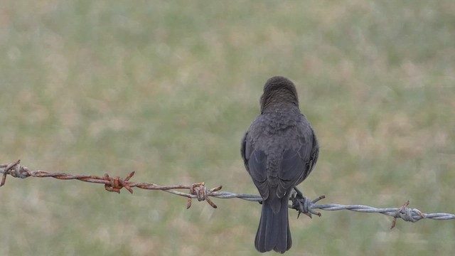 テリバネコウウチョウ - ML639285968