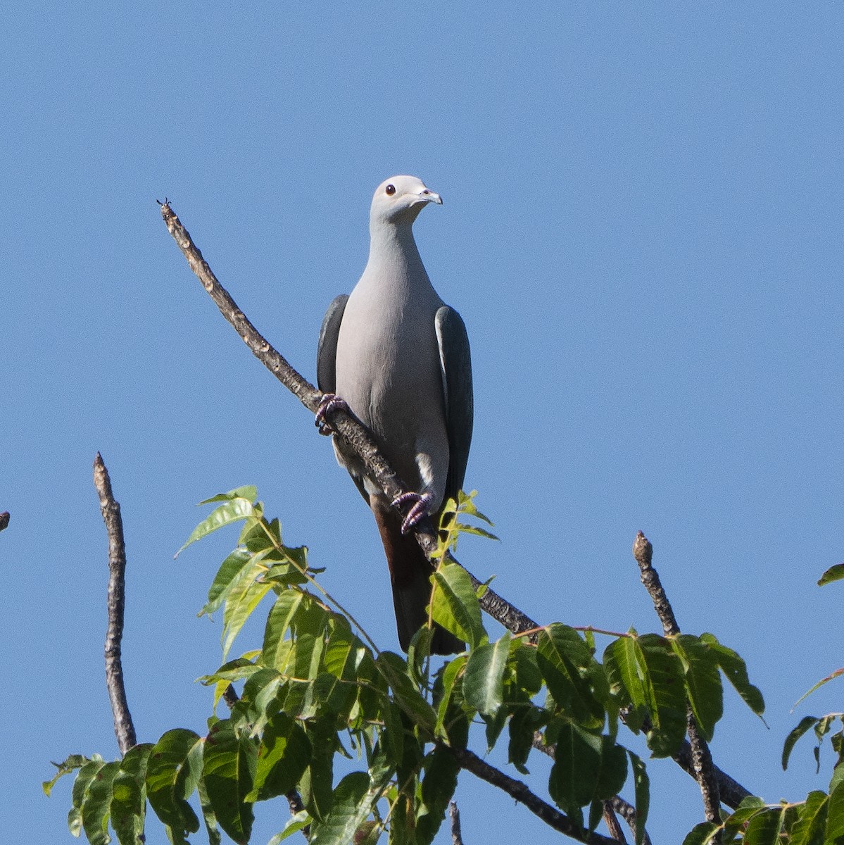 Pink-headed Imperial-Pigeon - ML639285970