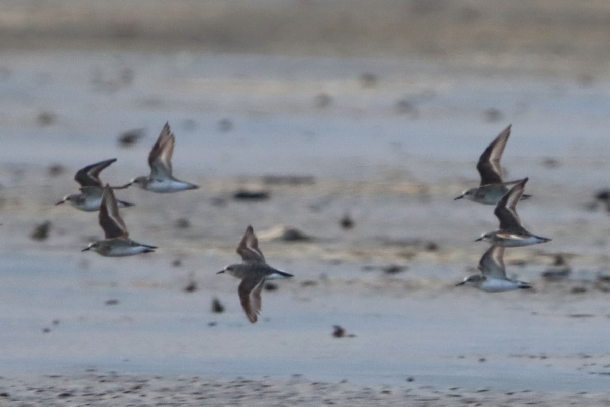 Red-necked Stint - ML639285988