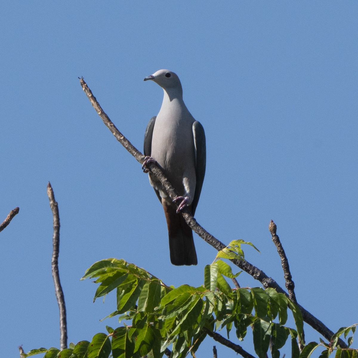 Pink-headed Imperial-Pigeon - ML639285993