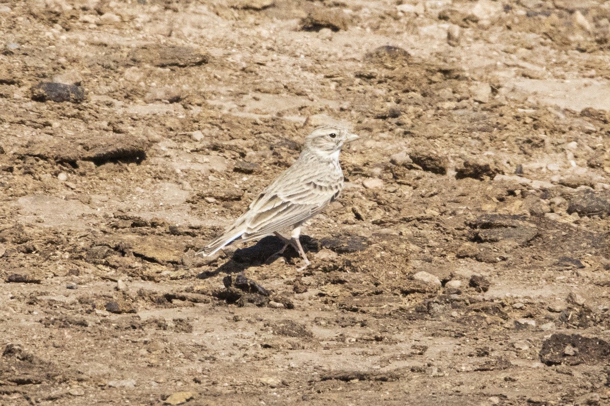 Turkestan Short-toed Lark - ML639286008