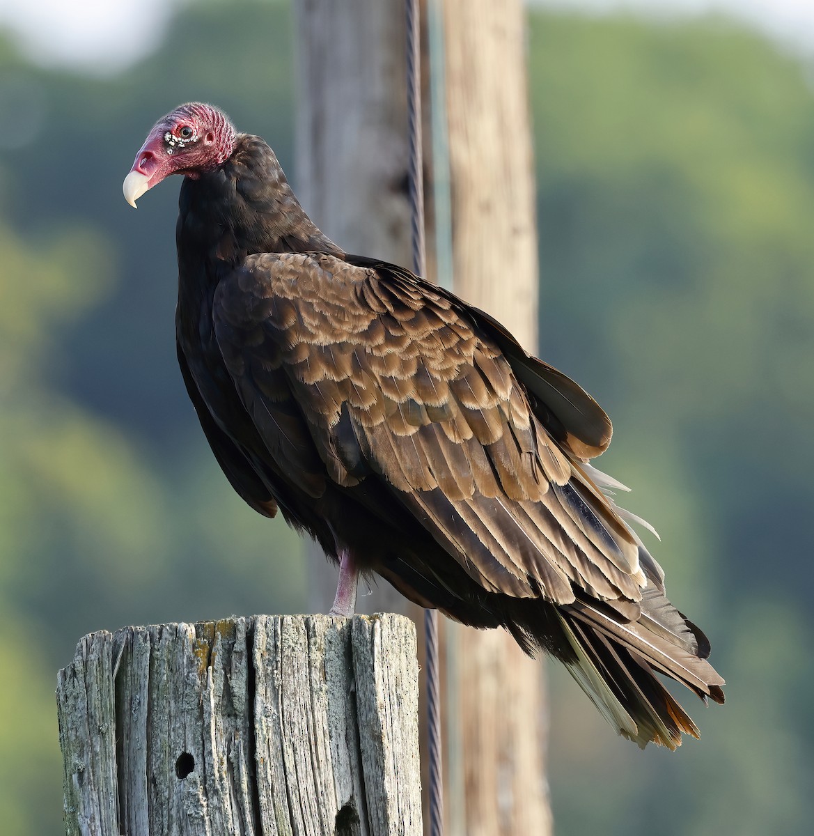 Turkey Vulture - ML639286039