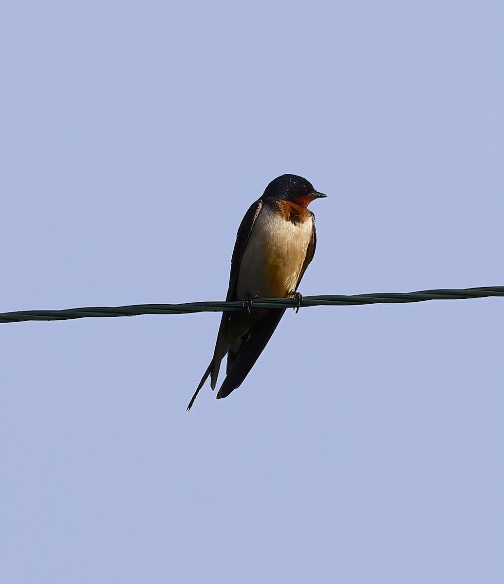 Асрын хараацай - ML639286041